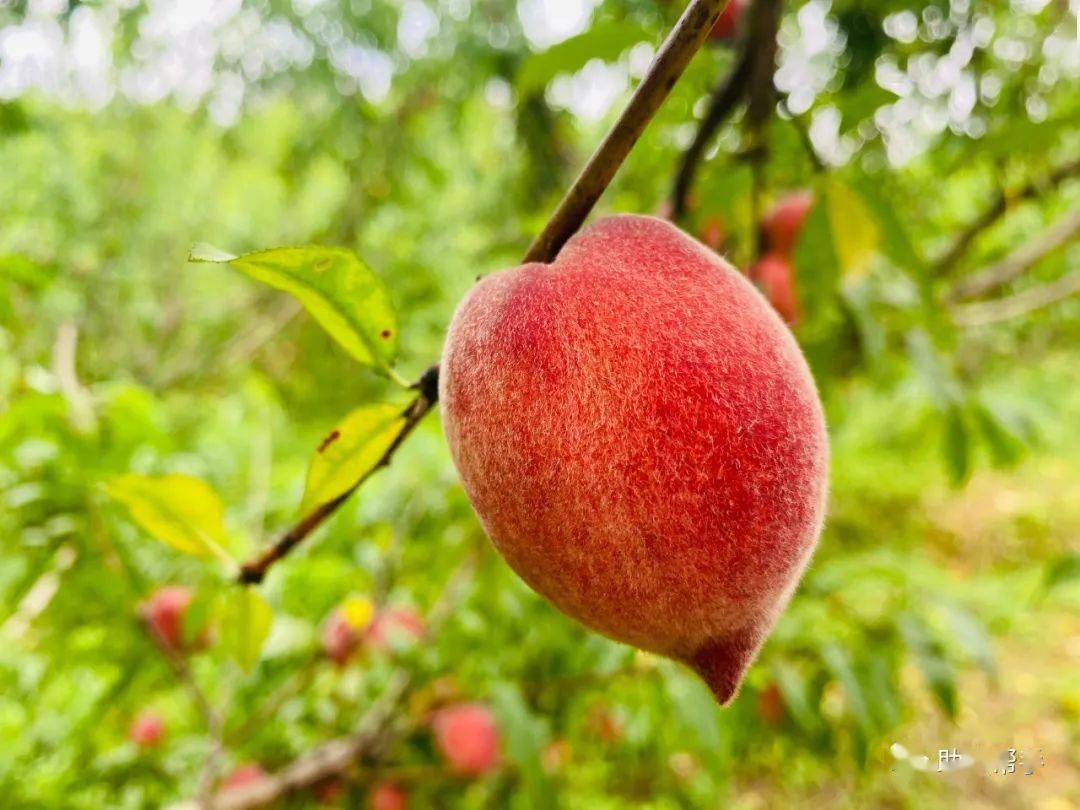 【媒体助农】第27期:龙勾玫瑰红 "桃"醉你我