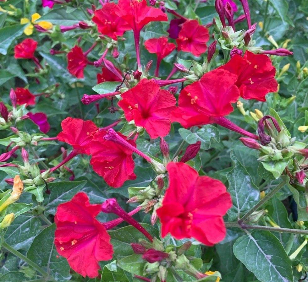 3种名字老土的花耐热耐晒好养花量大也是很美的