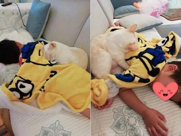 怎么抱猫猫能最舒服不挣扎 bf260b3d73164513b9665c402f42dd58.jpeg
