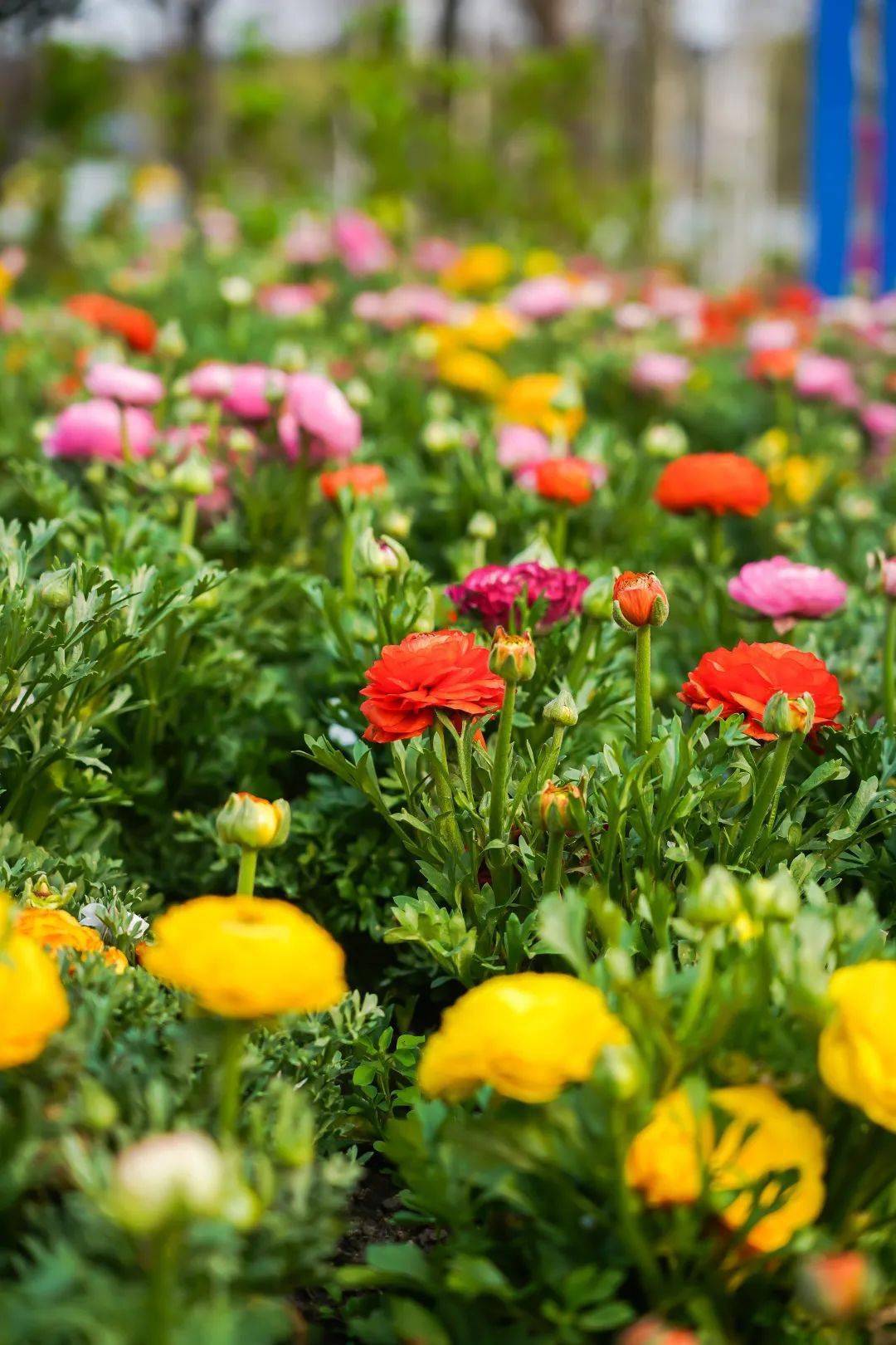 实探崇明花博会1人仅06100含门票包接送