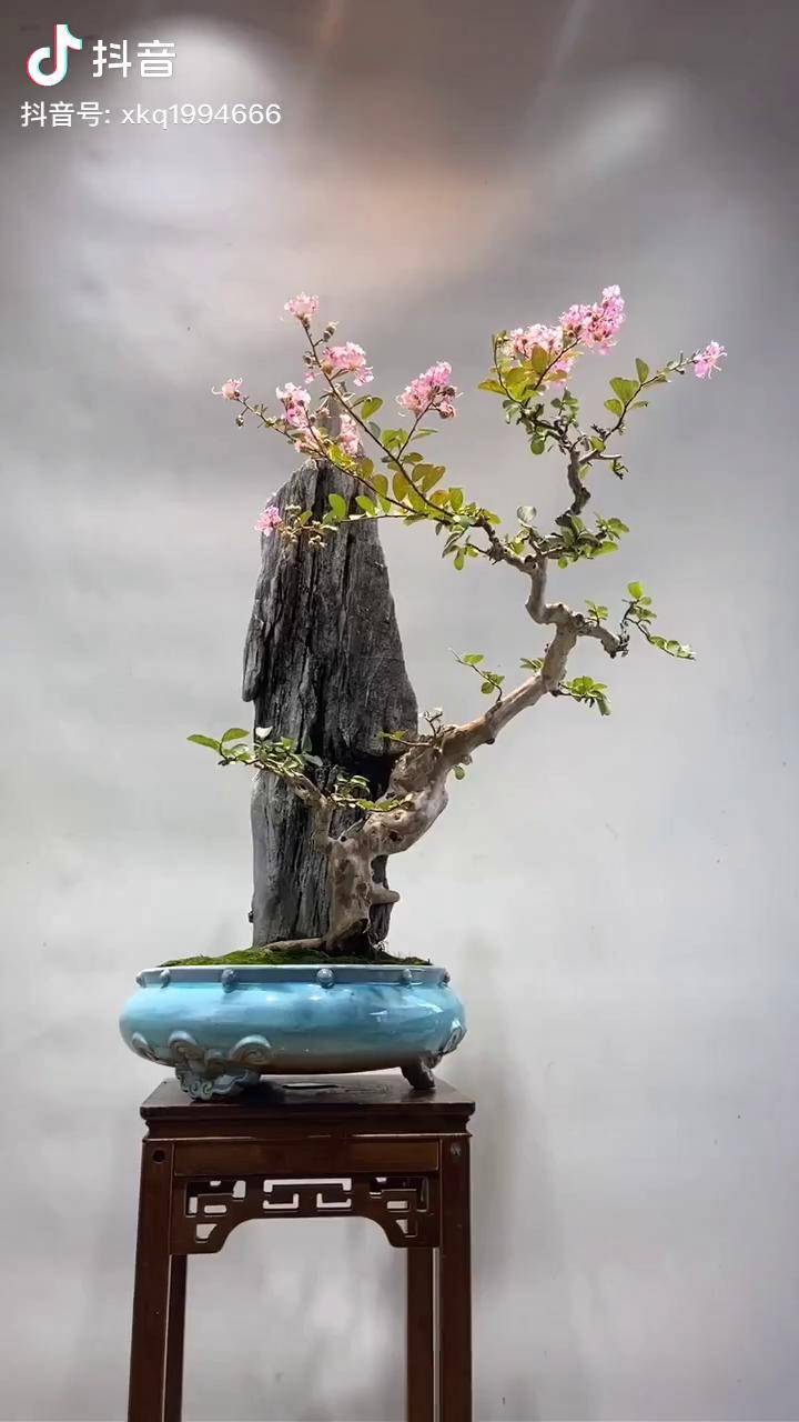 盆景艺术怪桩就得用怪玩法才能玩出异乎寻常的味道紫薇盆景