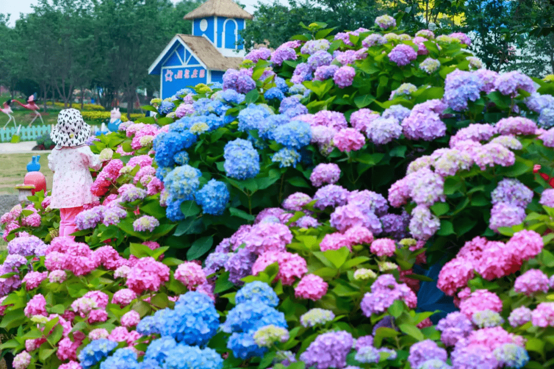 成都漫花庄园在百亩绣球花海遇见真爱520脱单就看这次了