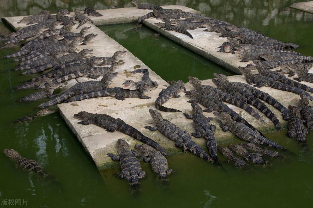 自然保护区内的扬子鳄这些工作能够提高放归扬子鳄的生存率,但即便