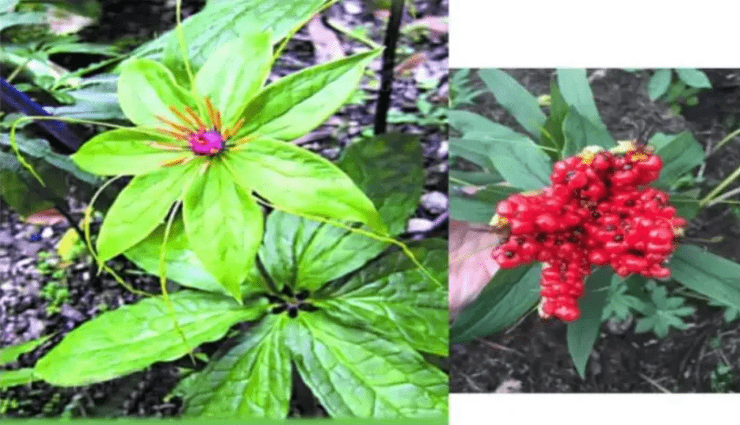 魔尊重楼亦正亦邪有毒又可解毒仙剑中药故事