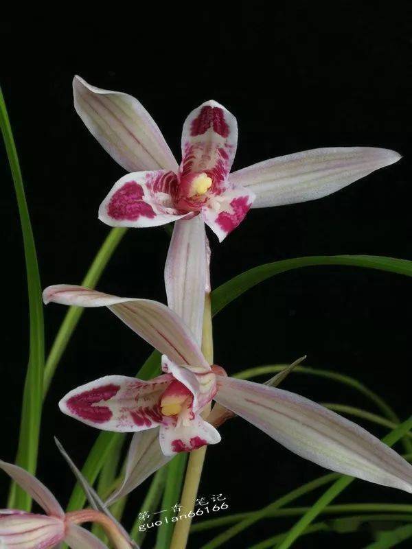 花开欣赏0284莲瓣兰玉兔彩蝶之美