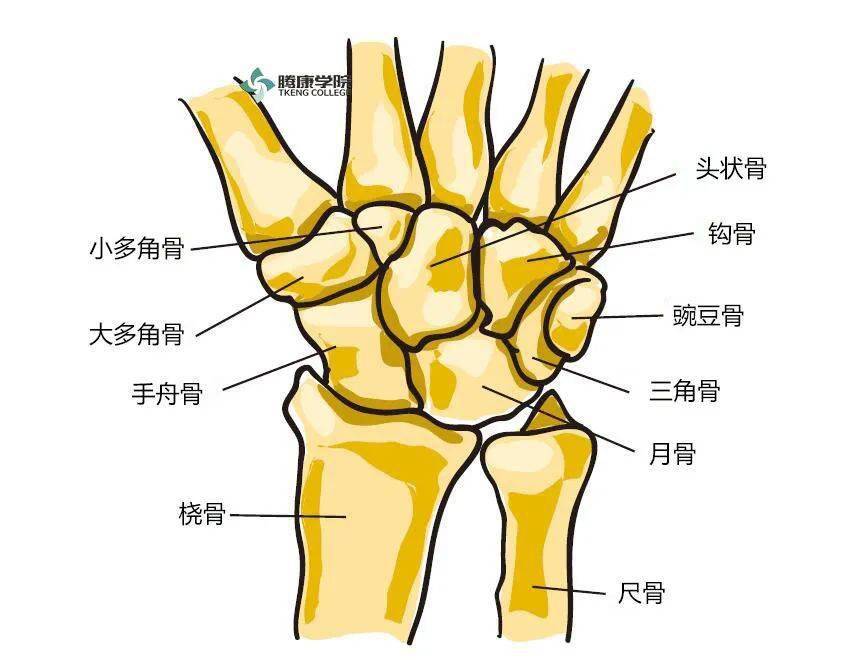 手部关节解剖图解图片