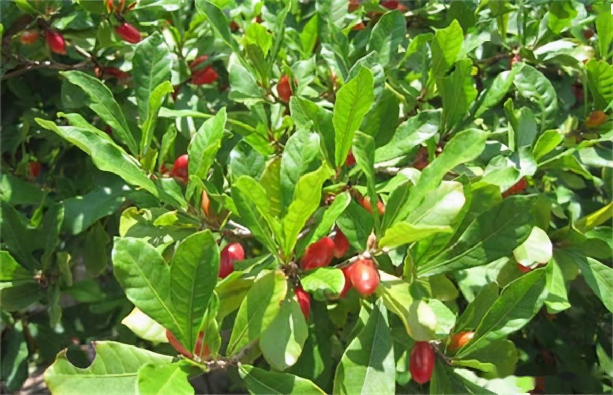 俗称"变味果",一斤500元被限制出口,果子少见,卖苗倒很多