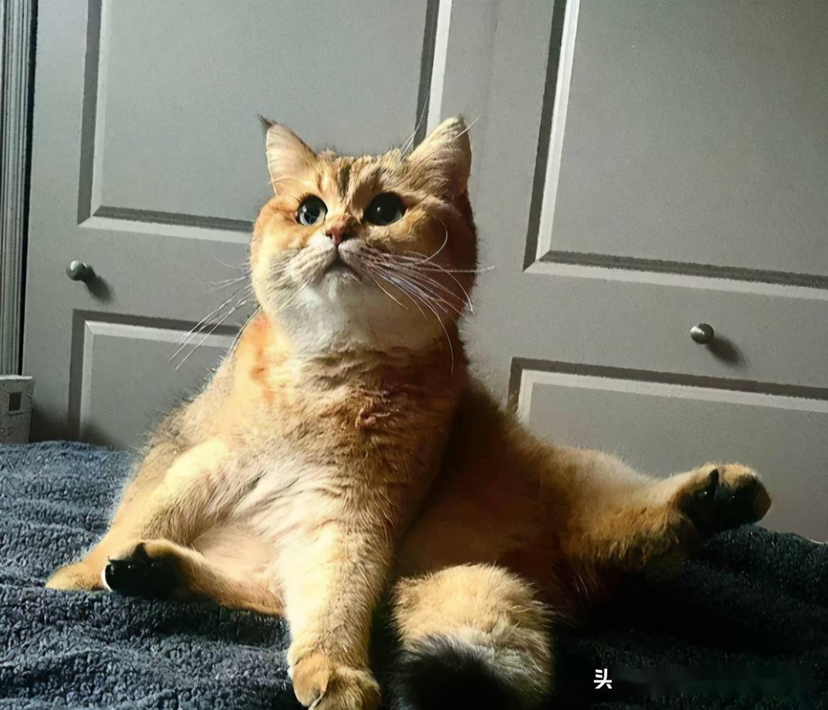 奴才打翻粮桶猫粮撒一地猫皇露o型嘴超惊讶这这就是幸福