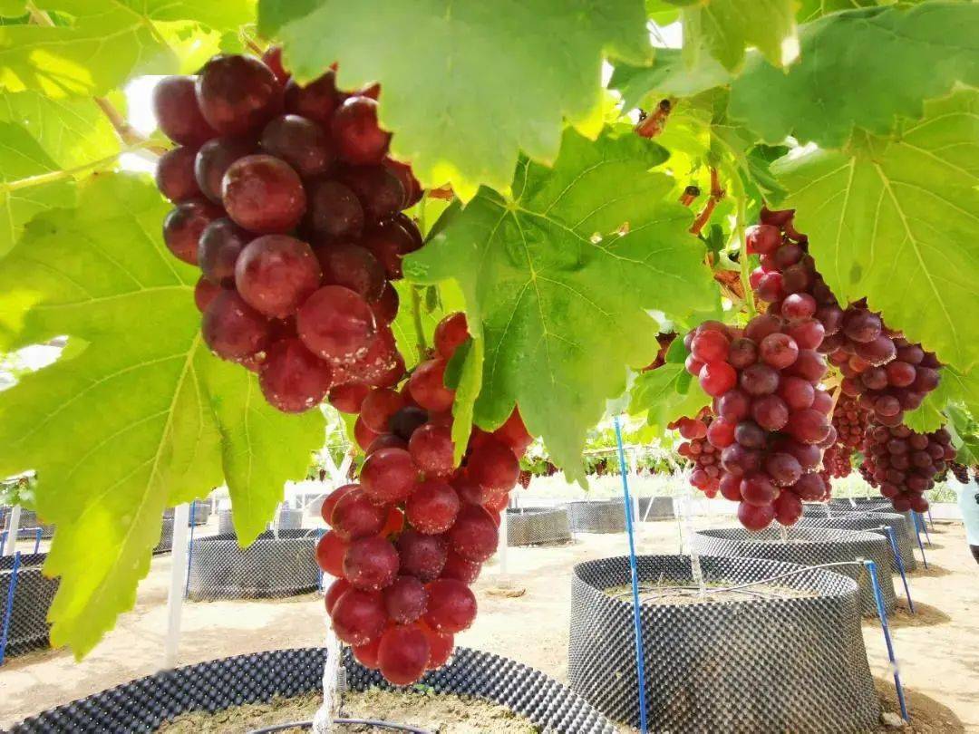 这是园区新引种 且带有荔枝香味的瑞都红玉葡萄 这个名字听上去就已经