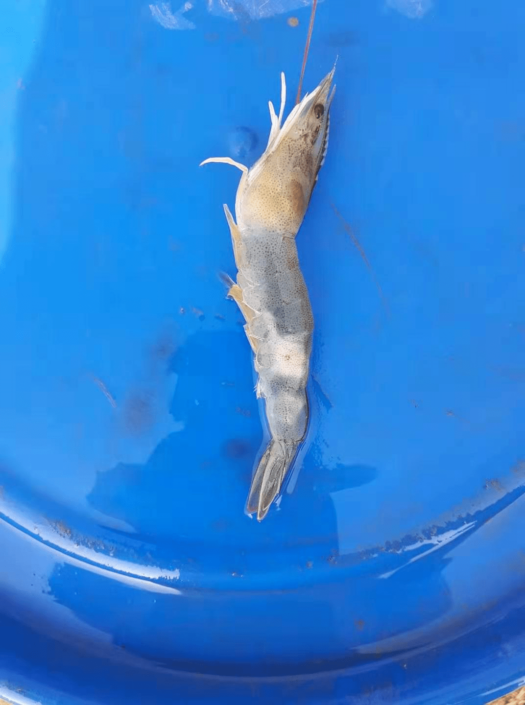 这病很凶一天暴死200多斤虾尾巴发白白肝业者要注意了