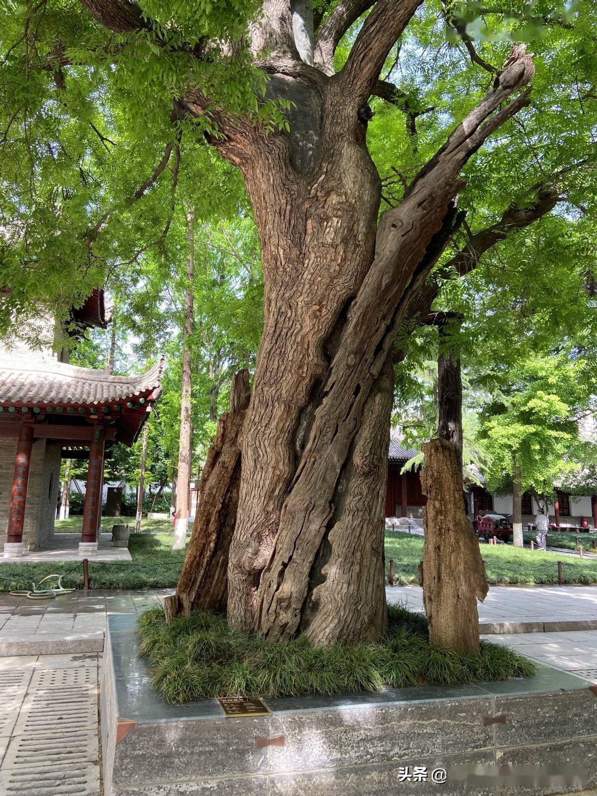 小雁塔千年古树的风采