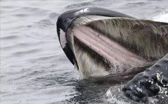 鲛齿鲸图片