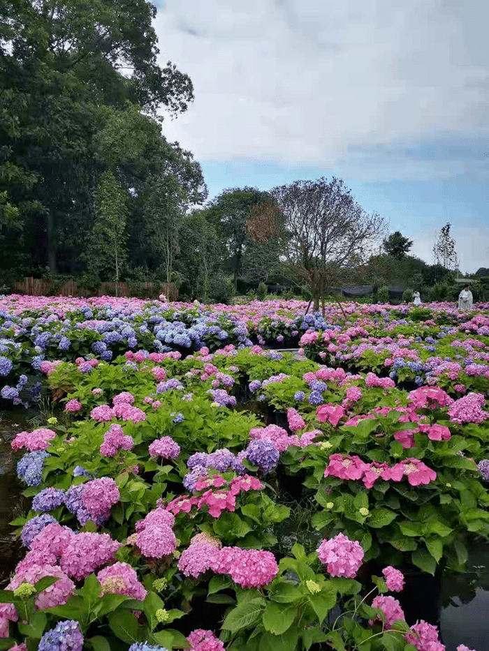 成都地铁直达5000株绣球花海1小时抵达超仙绣球花谷5月颜值爆表