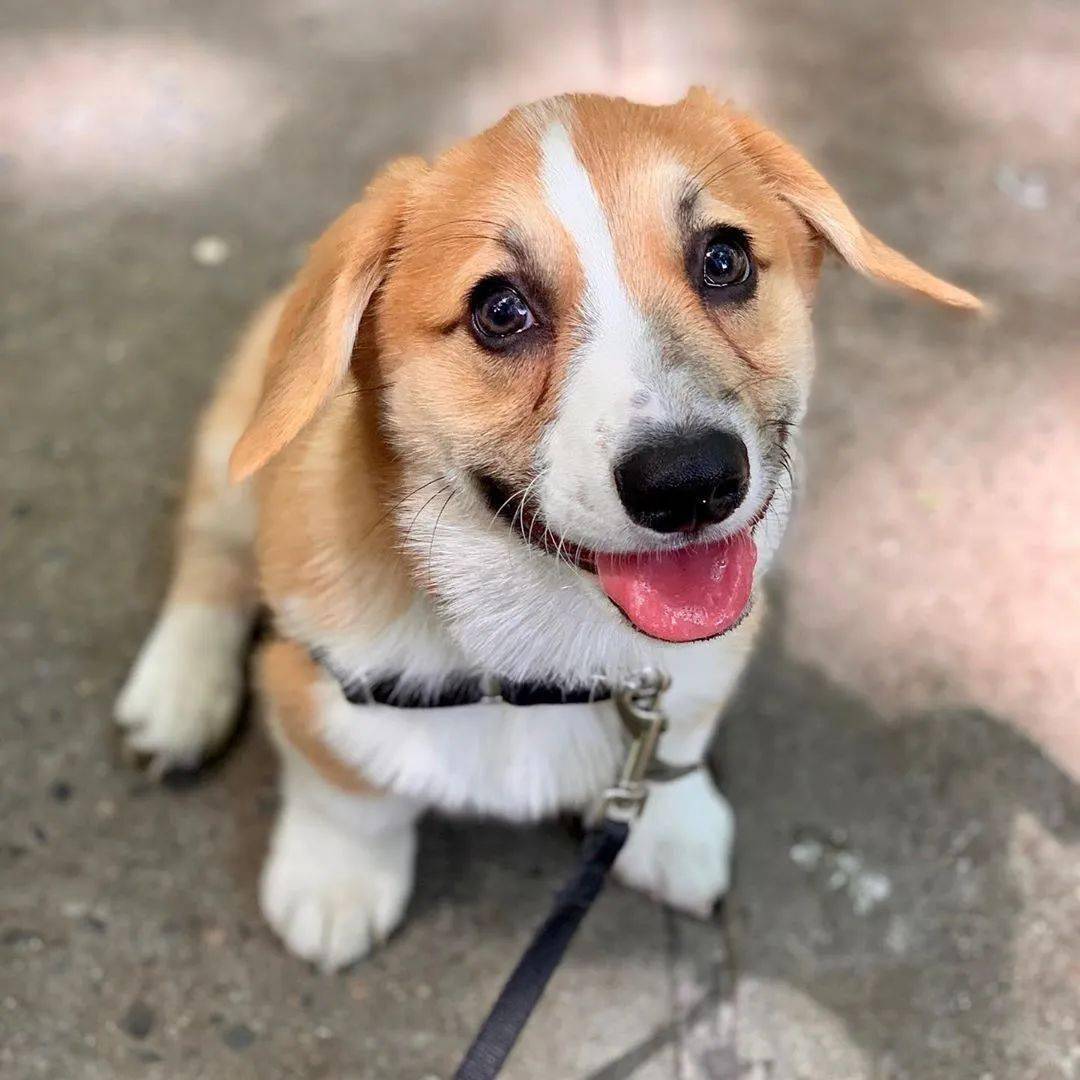 看到翻版自己的小三,垂耳柯基的表情超好笑!