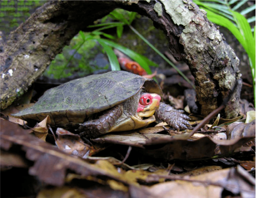 隐居森林仙境的梦幻品种—蔗林龟