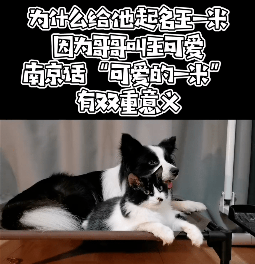 猫的过程肯定不像描述的这么简单,幸好有善良的铲屎官和温柔的王可爱