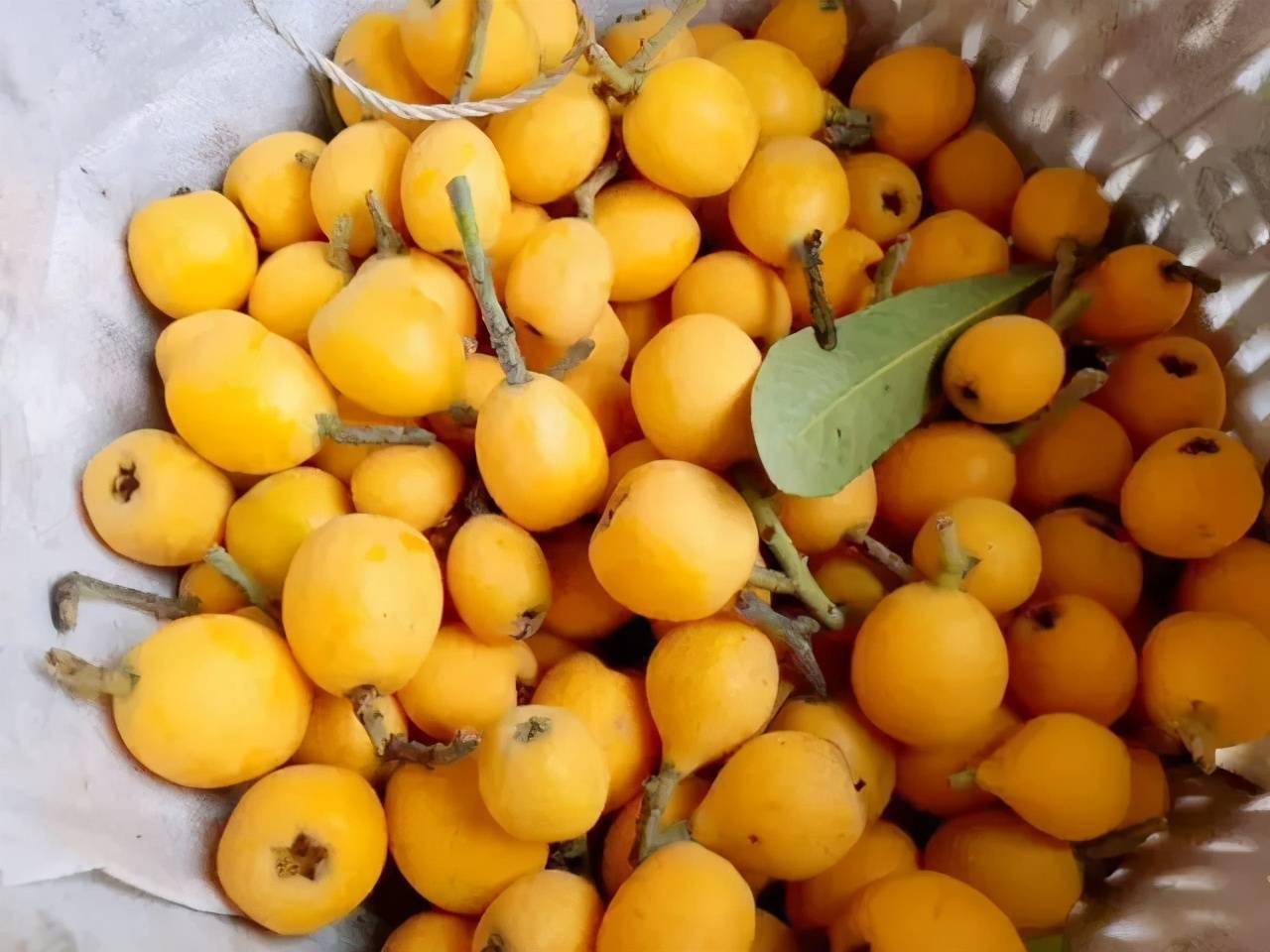 枇杷黄了成都及周边采摘地图收藏