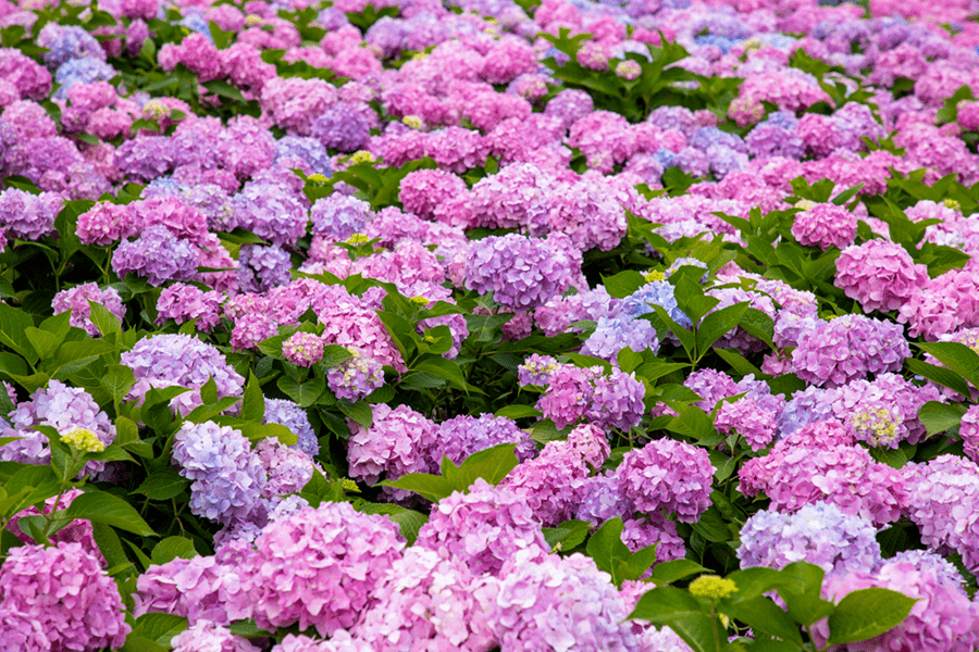 成都地鐵直達5000株繡球花海1小時抵達超仙繡球花谷5月顏值爆表