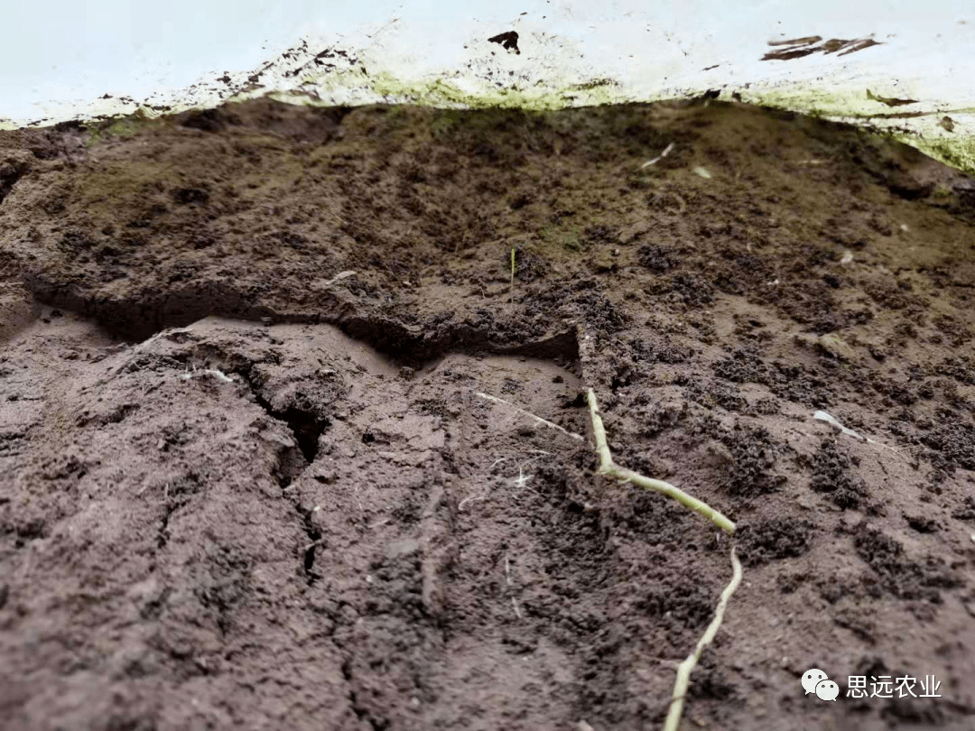 土壤微团聚体图片