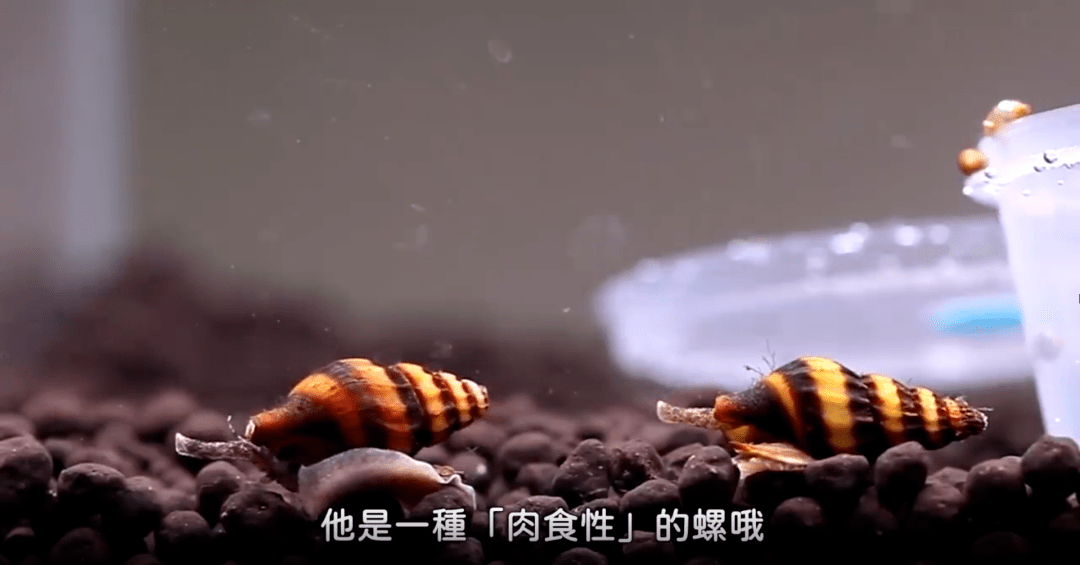 买盆草的噩梦怎么清除碍眼的蜗牛