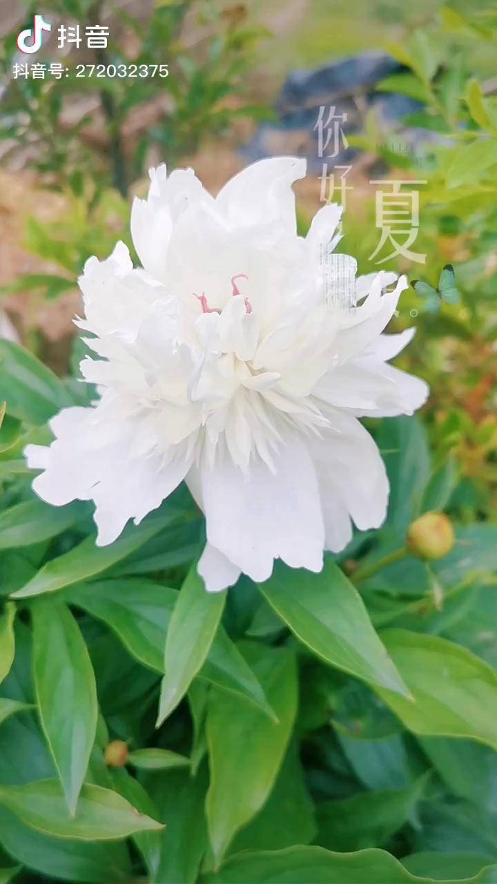 立夏园艺立夏节