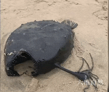 美国加州海滩发现一条黑色怪鱼 满嘴尖牙利齿 头部还像长有一个灯笼 深海