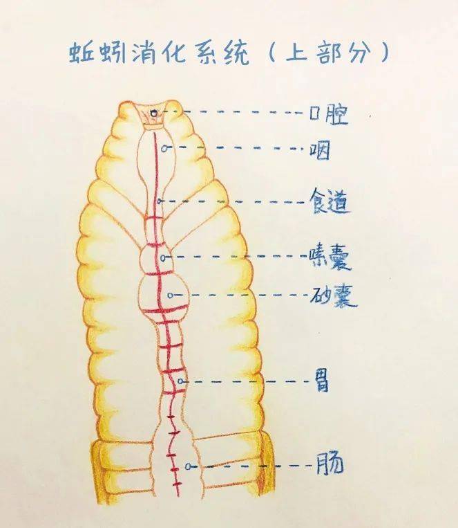 随堂测验|土壤营养师_蚯蚓