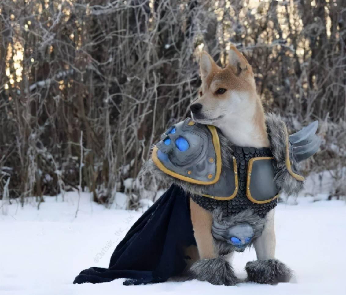 有铲屎官在网上发布了自己的狗狗cos阿尔萨斯的照片,引来大量网友的