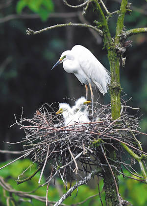 在南昌市新建区象山森林公园内,白鹭在给雏鸟喂食.