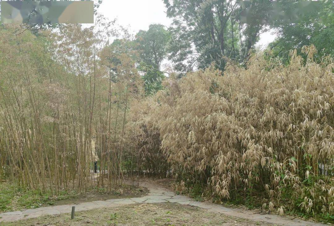【转】5月已过半,紫竹院的这些竹子依旧枯黄,这是怎么了?