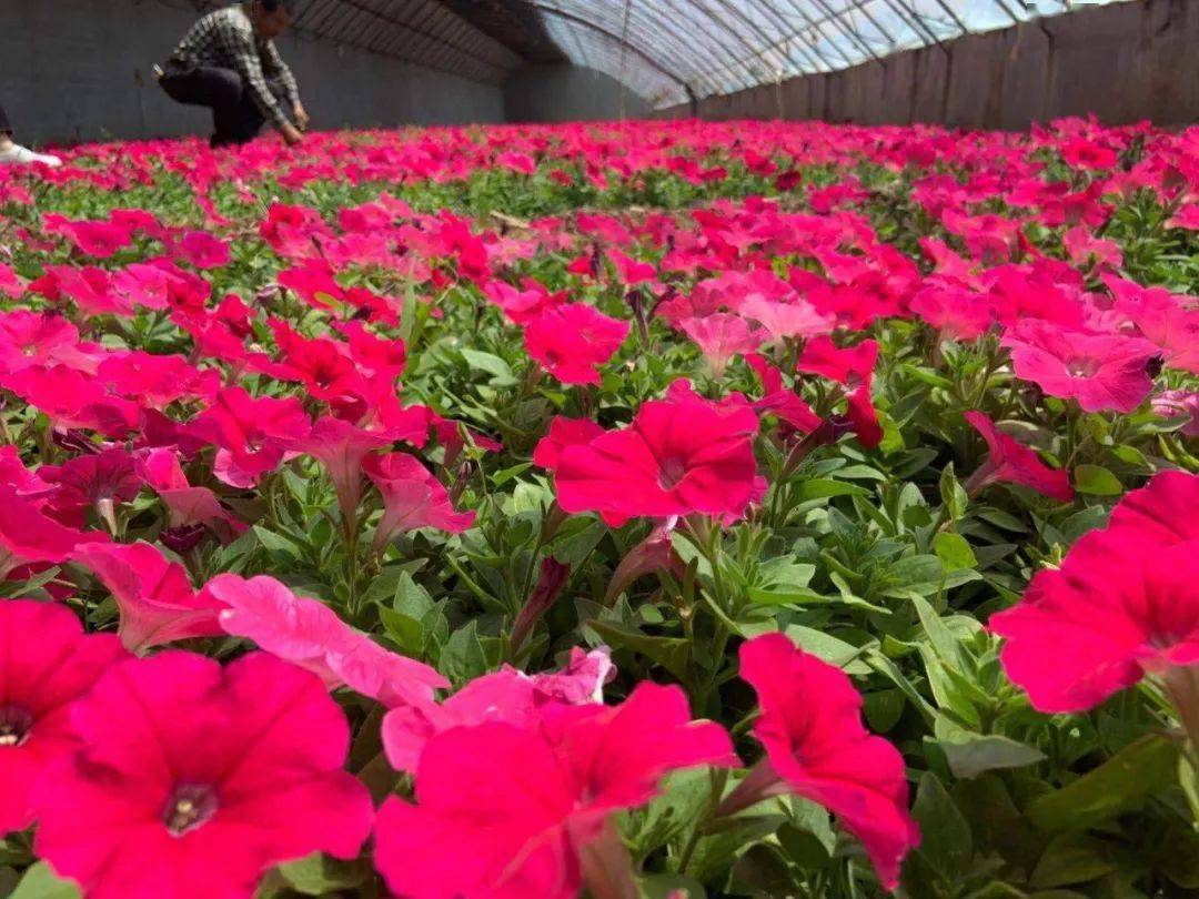 牵牛花五彩石竹孔雀草 哇哦 这里太美了 花草