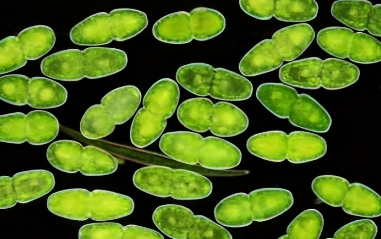 神奇的浮游生物它们也许是地球上最早的一批原住民生物