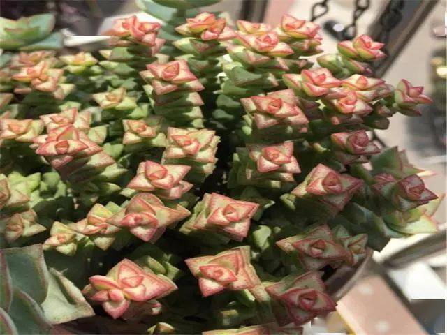 层叠生长的多肉植物星王子应该如何养护只要注意好这几点