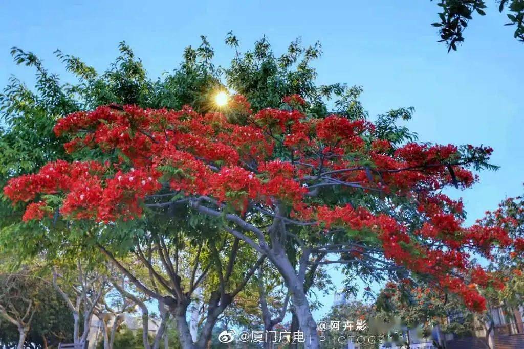 厦门又双叒红了凤凰花提前盛放迎初夏