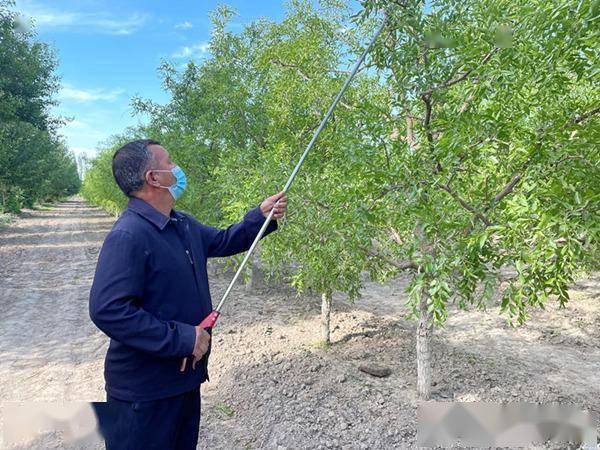 央塔克乡枣农修剪枣树枝叶.人民网 张荣摄