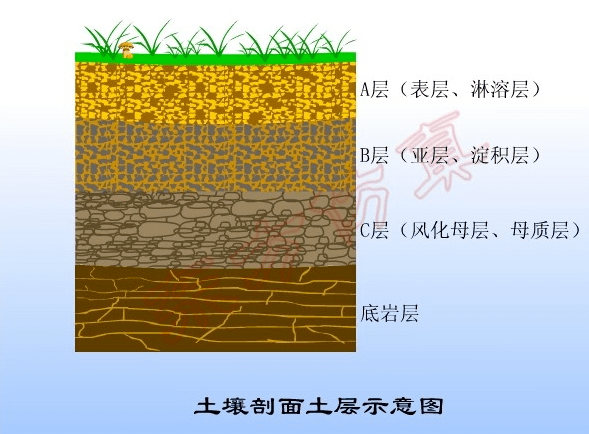 成熟土壤剖面示意图图片