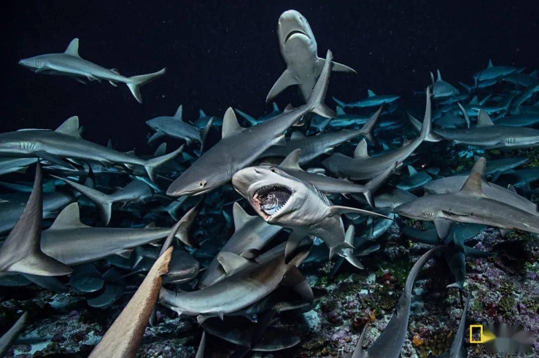 1万头鲨图片