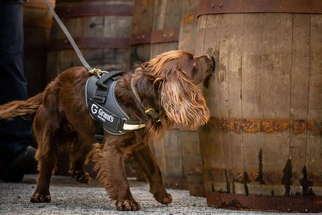 如果一定要当狗让我当一只威士忌狗子吧