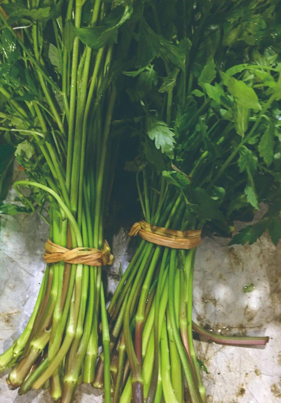 水芹菜图片(水芹菜图片功效作用 有毒)