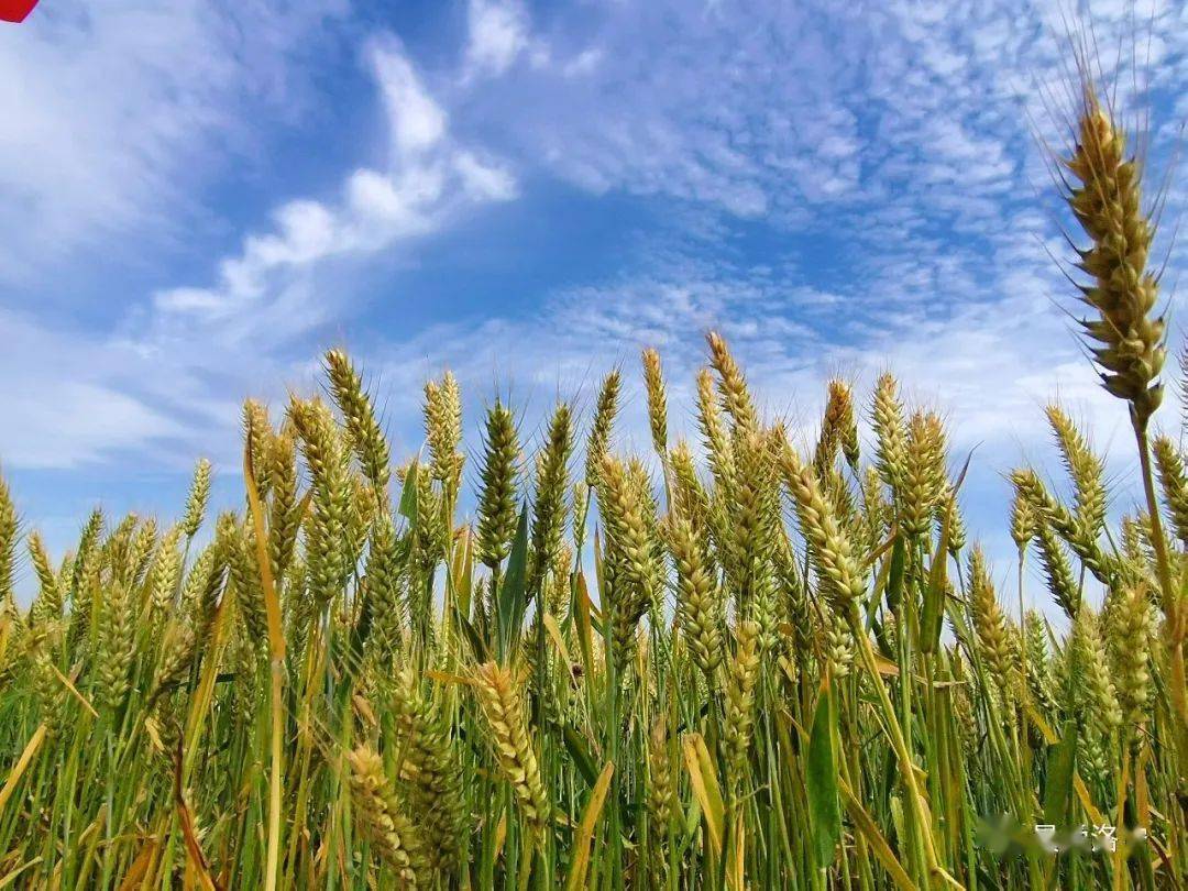 洛旱17小麦品种图片