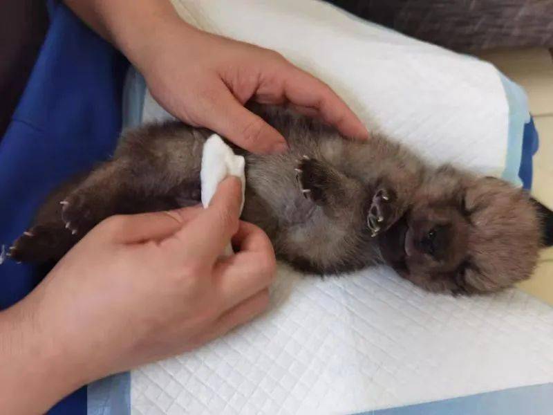 驯养师除了24小时陪伴小狼,还会定时喂奶,拍奶嗝,做抚触;狼宝宝吸吮有