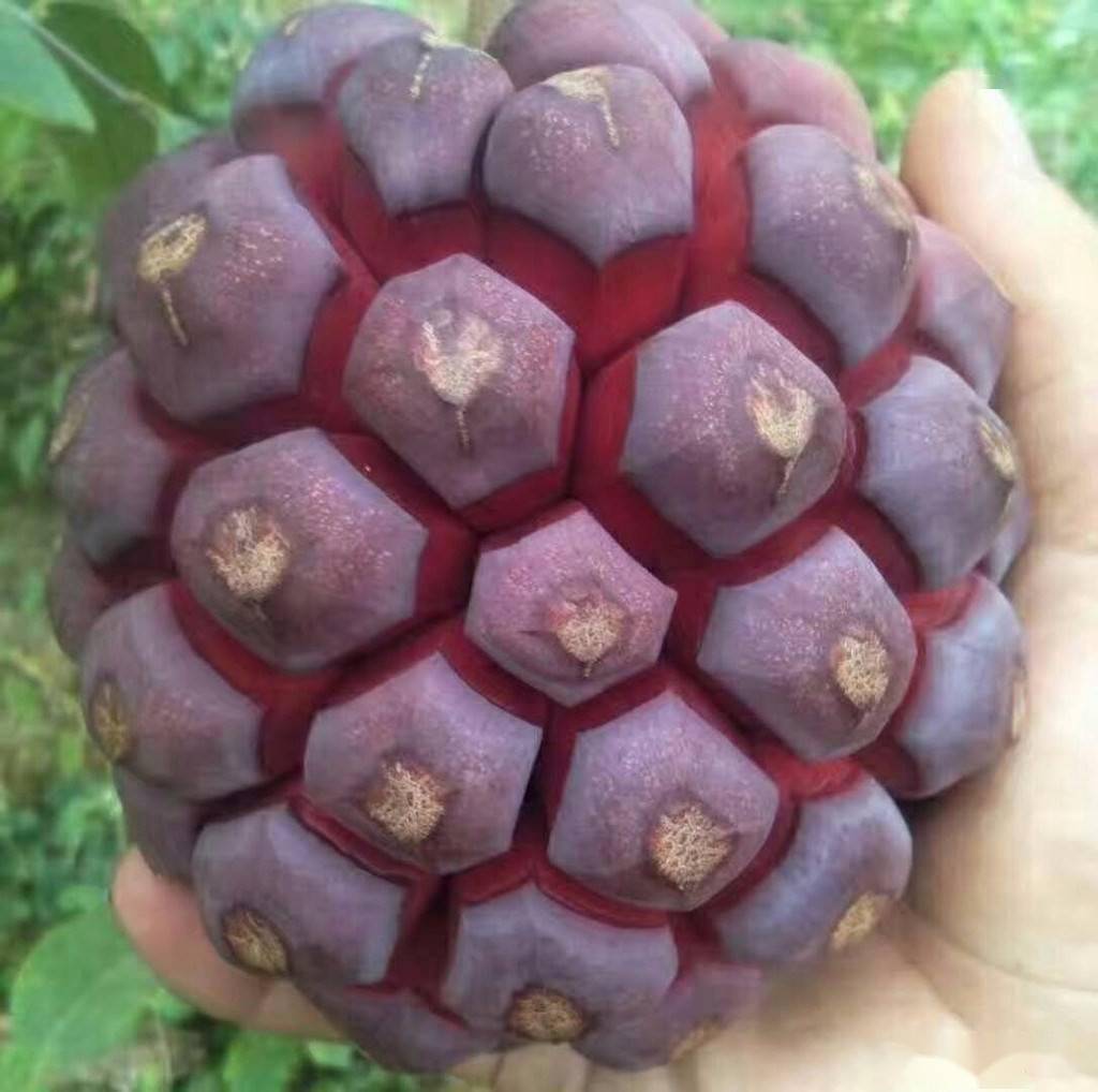 野生果树资源冷饭团的利用初探