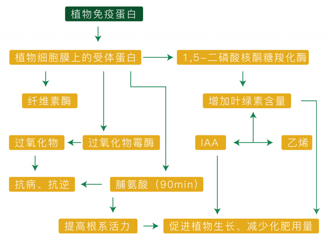火辣辣的心啊,火辣辣的情,火辣辣的小辣椒._免疫