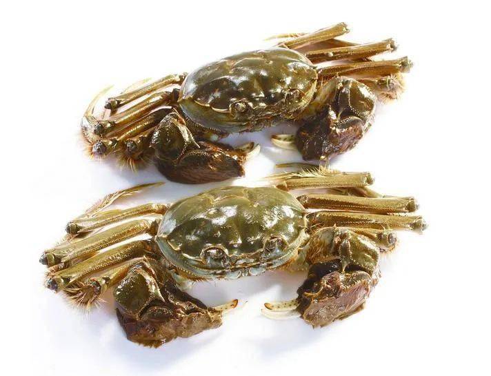 梭子蟹的功效 3afda4f8f1cc4f3ca52cfcc01bec7258.jpeg