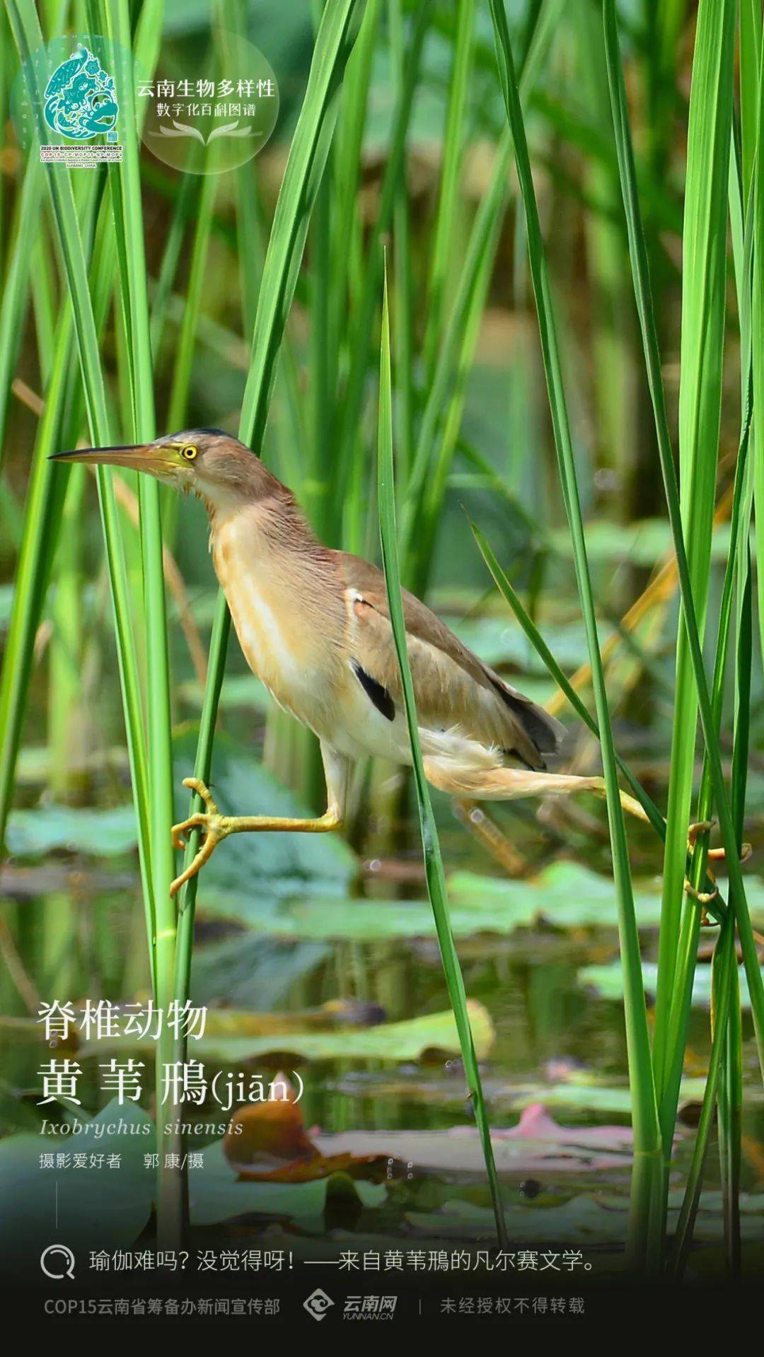 【云南生物多样性数字化百科图谱】黄苇鳽(jiān):瑜伽高手,不服来辩!