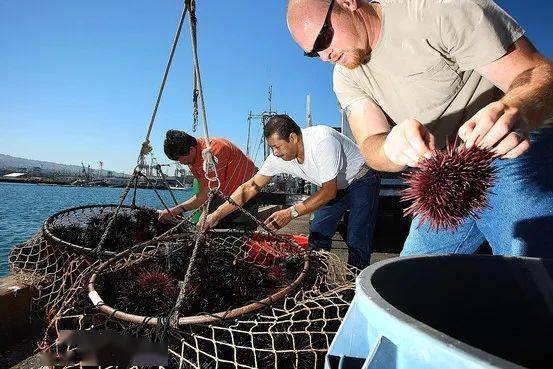 吃货们冲呀又一名贵海鲜在墨尔本泛滥成灾海胆数量暴增威胁生态维州