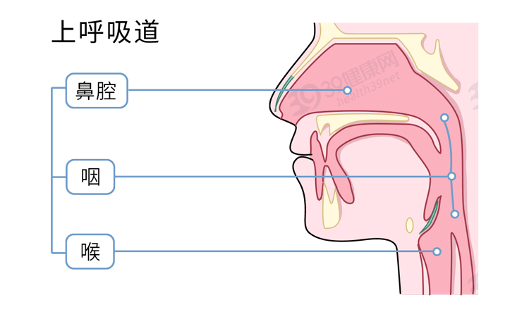 咳嗽將痰咳出來咽喉受到刺激將吸滿廢物的痰推向我們的咽部就會藉助支