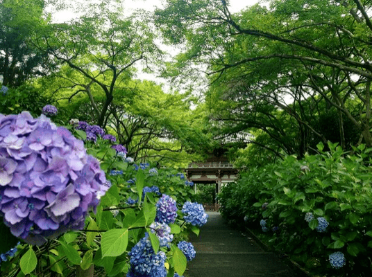 花开无尽夏 日本最美的紫阳花海在哪儿看 夏日