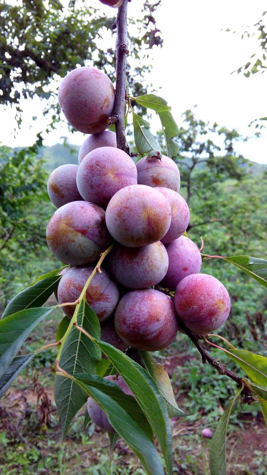 三华李那么贵整个味蕾都翩翩起舞了"酸,甜,辣,香,脆"李子独特的酸脆