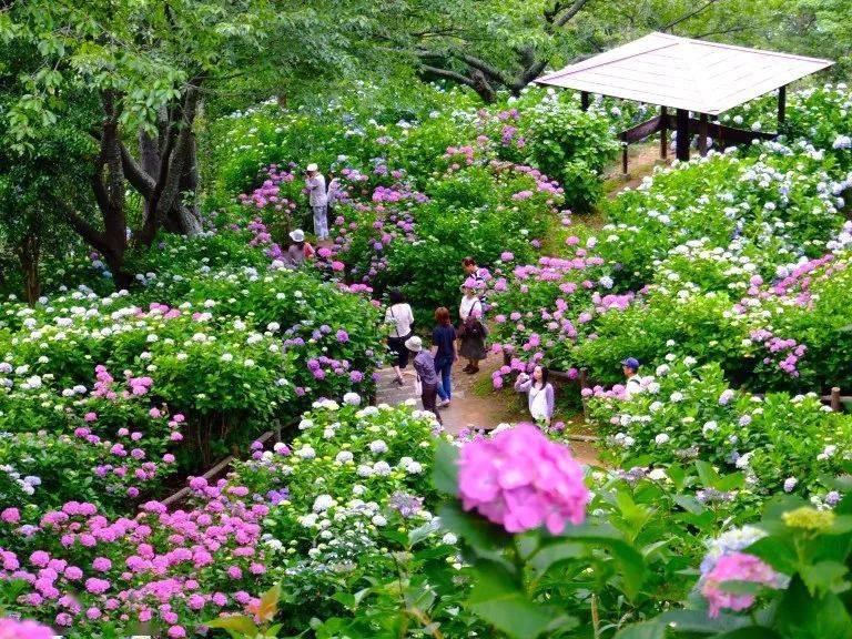 花开无尽夏 日本最美的紫阳花海在哪儿看 夏日